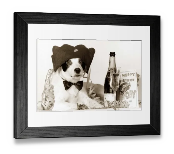 Framed Print : Party animal - Border Collie dog celebrating his borthday with a bottle of champagne
