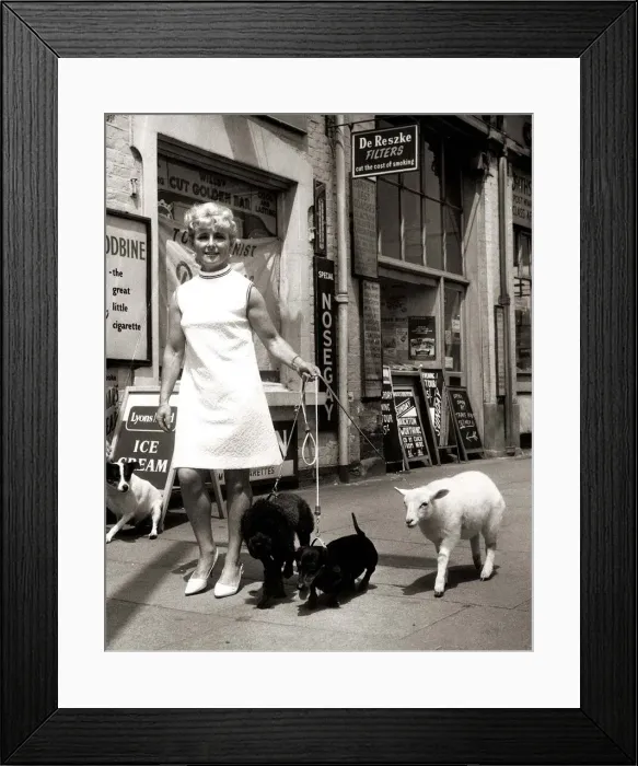 Framed Print : Rachel Hasker taking her pets for a walk Sarah the lamb Framed Print : Rachel Hasker taking her pets for a walk Sarah the lamb