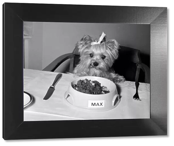 Daisy Belle the Yorkshire Terrier Dog with bow in her hair sitting at a dinner table eyes