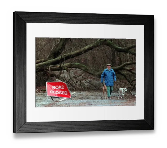 Framed Print : Lochwinnoch storm damage December 1998 man walking his dog past trees which have Framed Print : Lochwinnoch storm damage December 1998 man walking his dog past trees which have