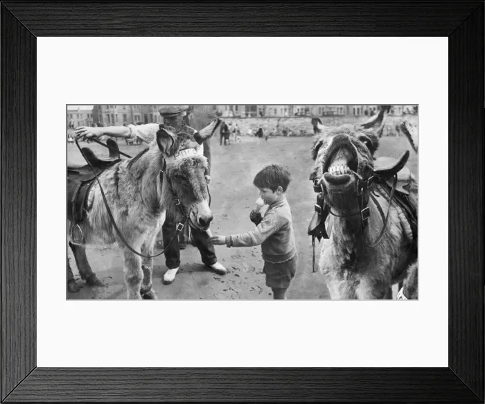 Framed Print : A small boy enjoys a ice cream cone with the donkey rides on the beach at a south coast Framed Print : A small boy enjoys a ice cream cone with the donkey rides on the beach at a south coast