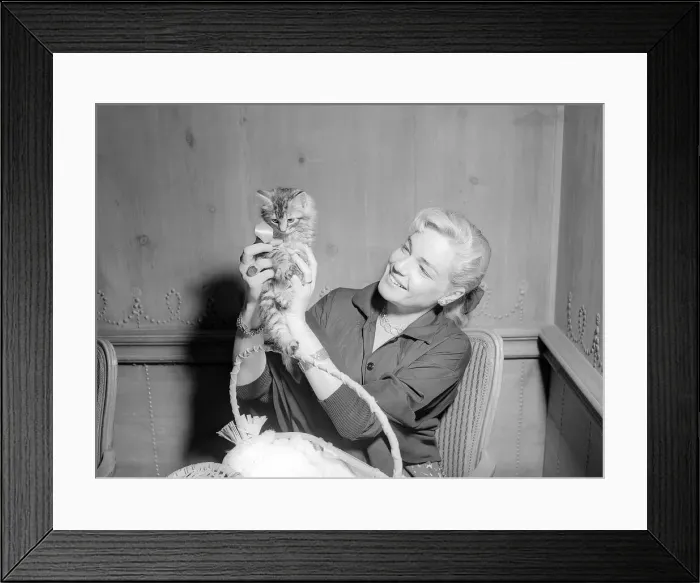Framed Print : Actress Simone Signoret holding a tiny kitten at a press conference Framed Print : Actress Simone Signoret holding a tiny kitten at a press conference