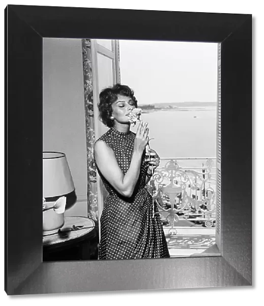 Italian actress Sophia Loren smelling a flower in her hotel room at the Cannes film
