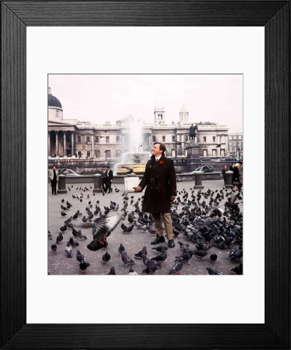 Framed Print : American actor Robert Vaughn feeds the pigeons in Trafalgar Square