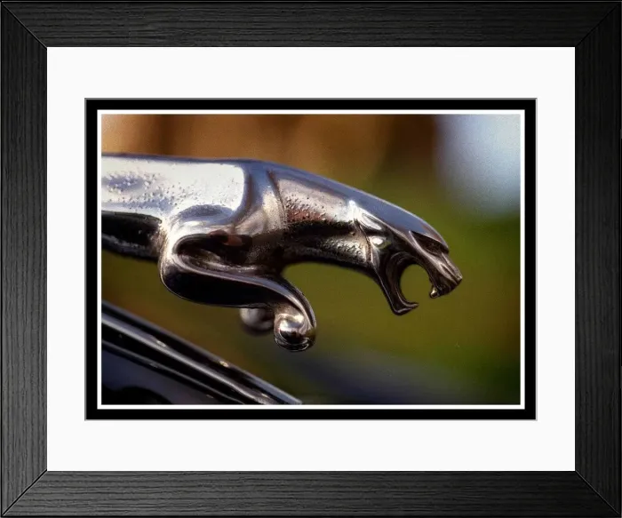 Framed Print : Jaguar Cars November 1999 emblem Framed Print : Jaguar Cars November 1999 emblem