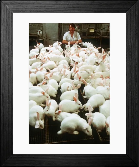Framed Print : Syd Lewis breeds rabbits for European restaurants August 1990 Framed Print : Syd Lewis breeds rabbits for European restaurants August 1990