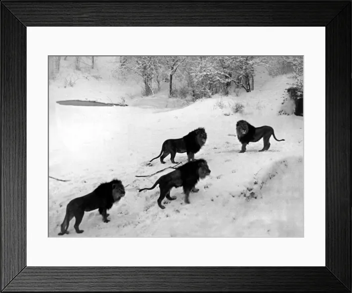 Framed Print : Lions on the snowy slopes of their den at Whipsnade Zoo Framed Print : Lions on the snowy slopes of their den at Whipsnade Zoo