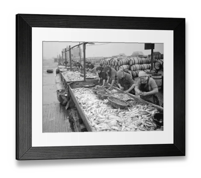 Framed Print : Great Yarmouth Fisherwomen gut Herrings after the fishing fleet has landed its catch Framed Print : Great Yarmouth Fisherwomen gut Herrings after the fishing fleet has landed its catch
