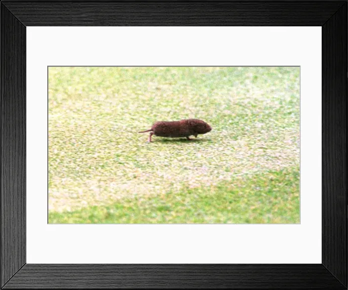 Framed Print : A vole which appeared at the British Open Golf Championships while Justin Rose was Framed Print : A vole which appeared at the British Open Golf Championships while Justin Rose was