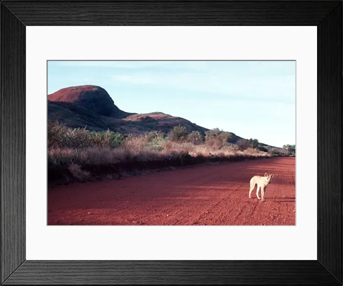 Framed Print : Wild Dingo pictured near'The Olgas'in the Northern Territories Australia Framed Print : Wild Dingo pictured near'The Olgas'in the Northern Territories Australia