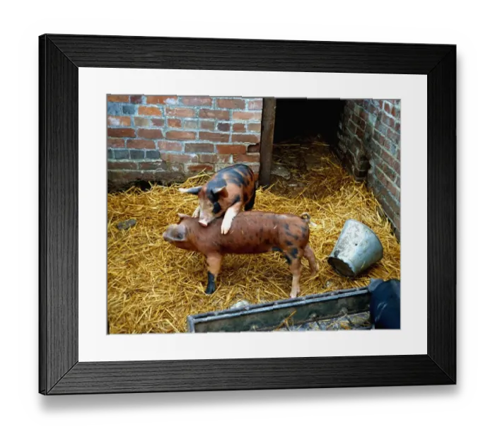 Framed Print : Sandy and black pigelts playing about on the farm January 1980 A©Mirrorpix Framed Print : Sandy and black pigelts playing about on the farm January 1980 A©Mirrorpix