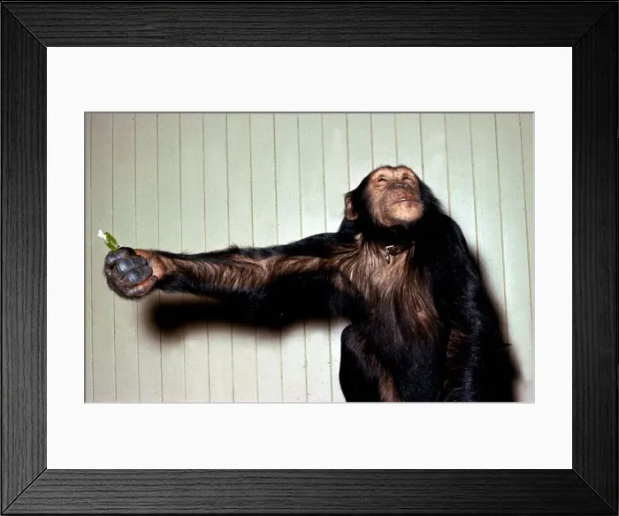Framed Print : Chimpanzee presenting a sweetie at London Zoo circa 1970s A©Mirrorpix