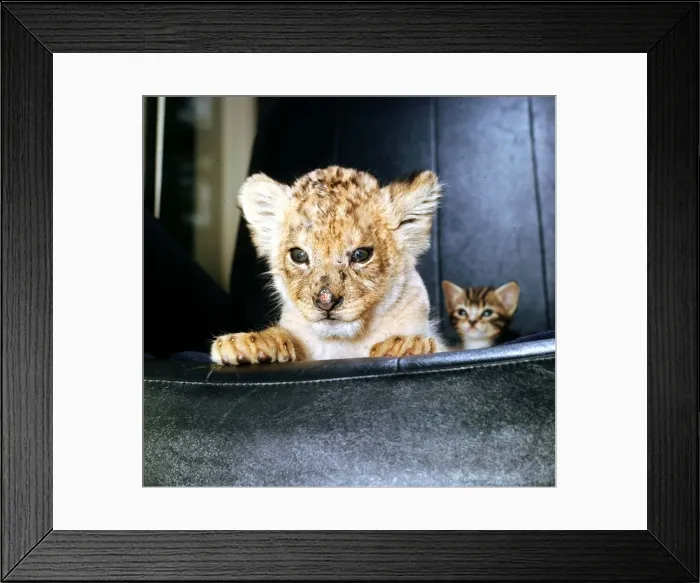 Framed Print : Animals - Lion Cub - June 1972 Rassy the 7 week old female lion cub