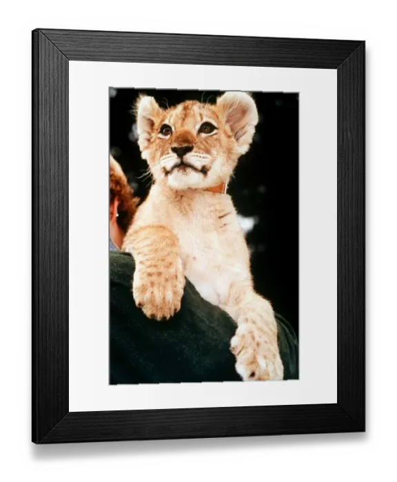 Framed Print : Proud lion cub poses for the camera at its new home at Woburn Safari Park in Bedforshire Framed Print : Proud lion cub poses for the camera at its new home at Woburn Safari Park in Bedforshire