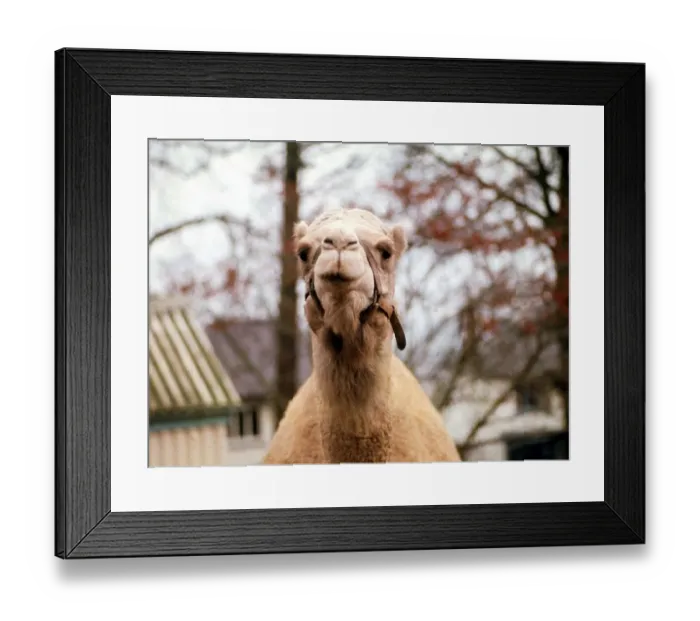 Framed Print : Close up of a camel at Belle Vue Zoo in Belfast, Northern Ireland January 1971
