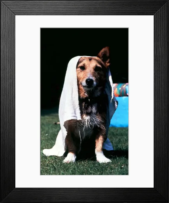 Framed Print : Rats the dog in retirement - went for a dip in the paddling pool in his back garden