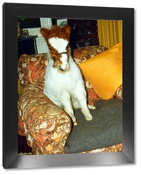 Mini Shetland Pony foal called Star sitting in his own lounge chair. January 1990