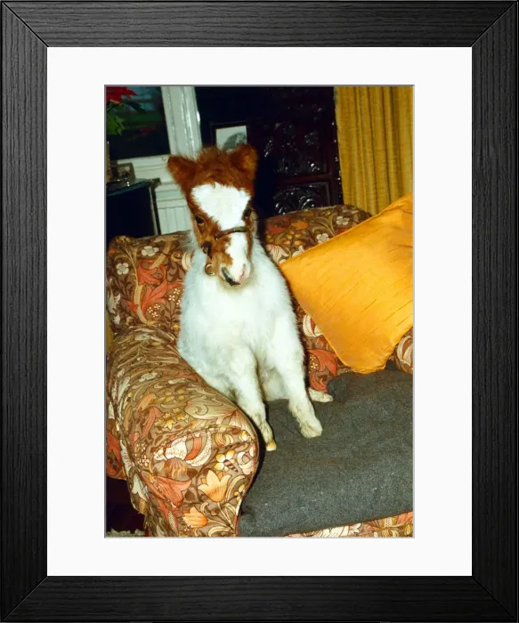Framed Print : Mini Shetland Pony foal called Star sitting in his own lounge chair. January 1990 Framed Print : Mini Shetland Pony foal called Star sitting in his own lounge chair. January 1990