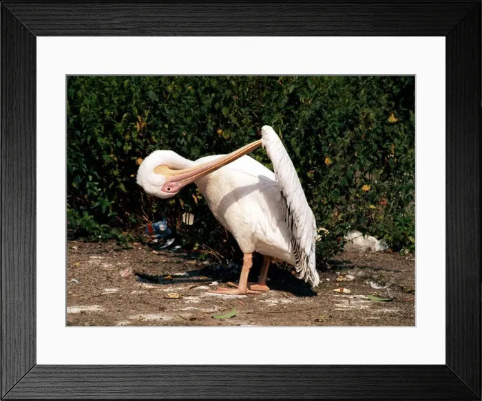 Framed Print : Pelican at Chester Zoo 1977 A©Mirrorpix Framed Print : Pelican at Chester Zoo 1977 A©Mirrorpix
