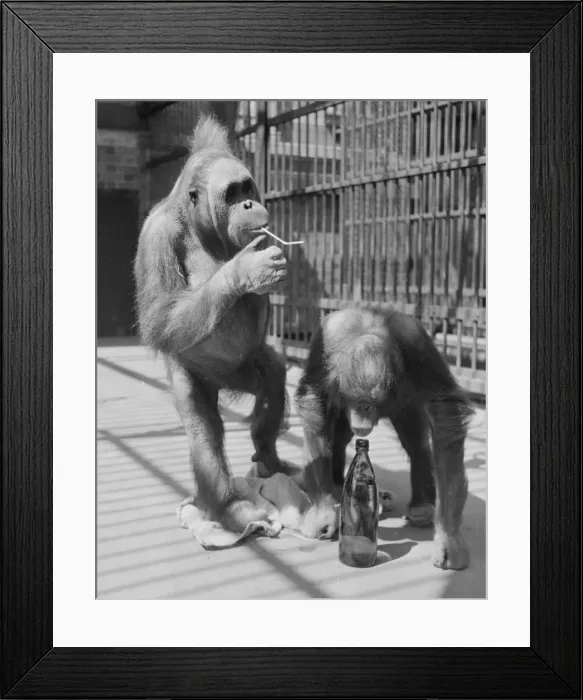 Framed Print : Baby Orangoutangs take a drink at London Zoo Animals Monkeys Circa 1953 Framed Print : Baby Orangoutangs take a drink at London Zoo Animals Monkeys Circa 1953