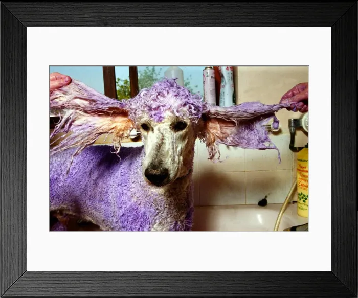 Framed Print : Henry the Violet Poodle has his fur dyed - May 1992 A©Mirrorpix Framed Print : Henry the Violet Poodle has his fur dyed - May 1992 A©Mirrorpix
