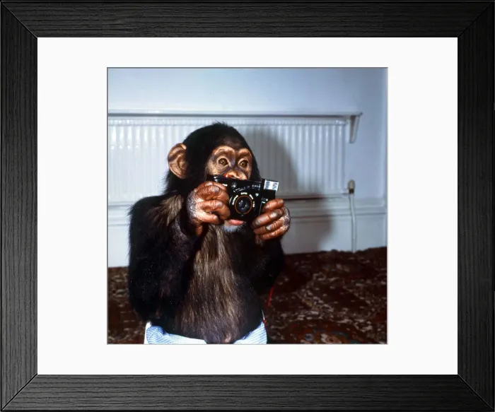 Framed Print : Benjy the Chimp at Twycross Zoo September 1984 A©Mirrorpix Framed Print : Benjy the Chimp at Twycross Zoo September 1984 A©Mirrorpix
