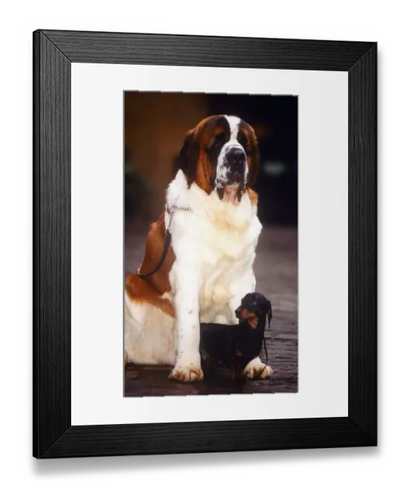 Framed Print : Dachshund and St Bernard - January 1995 Framed Print : Dachshund and St Bernard - January 1995
