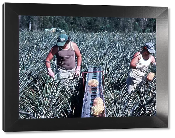 Pineapples being harvested with machine in Queensland
