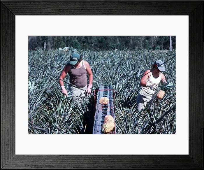 Framed Print : Pineapples being harvested with machine in Queensland Framed Print : Pineapples being harvested with machine in Queensland