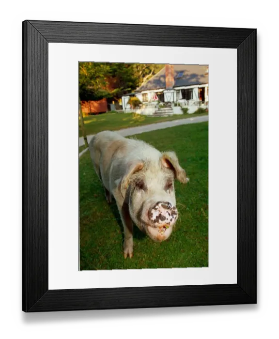 Framed Print : Rosie the pig who roams the New Forest in Hampshire September 1991 A©Mirrorpix