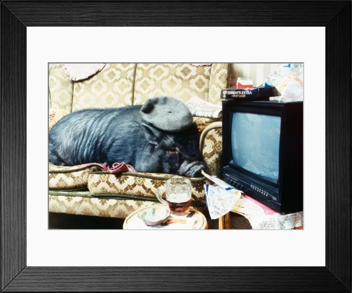 Framed Print : Georgie Porgie the pet pig relaxes in front of the Television December 1994 Framed Print : Georgie Porgie the pet pig relaxes in front of the Television December 1994
