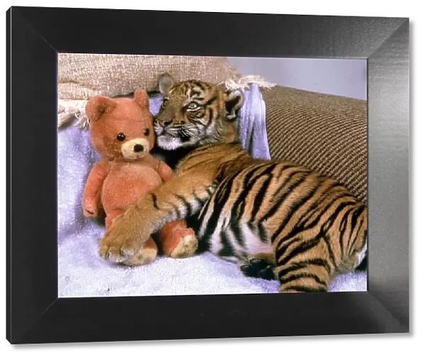 Kalash the Tiger Cub cuddling up to a Teddy Bear October 1986
