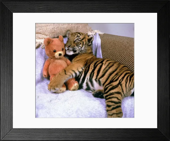 Framed Print : Kalash the Tiger Cub cuddling up to a Teddy Bear October 1986 Framed Print : Kalash the Tiger Cub cuddling up to a Teddy Bear October 1986