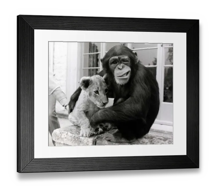 Framed Print : Would you look after the lion cub today, they said to five-year-old Mandy