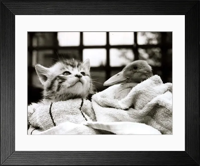 Framed Print : Chutze the kitten and Osbert the duckling playing together on their dustbin lid lake Framed Print : Chutze the kitten and Osbert the duckling playing together on their dustbin lid lake