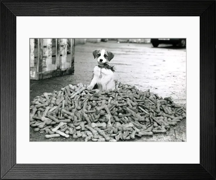 Framed Print : Crumbs the terrier dog sitting on a pile of dog biscuits Framed Print : Crumbs the terrier dog sitting on a pile of dog biscuits