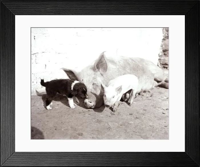 Framed Print : A Mother pig and piglet with baby dogs which she has adopted September 1956