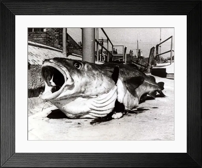 Framed Print : Kitten Tiddles was most anxious to discover just what people see in fish Framed Print : Kitten Tiddles was most anxious to discover just what people see in fish