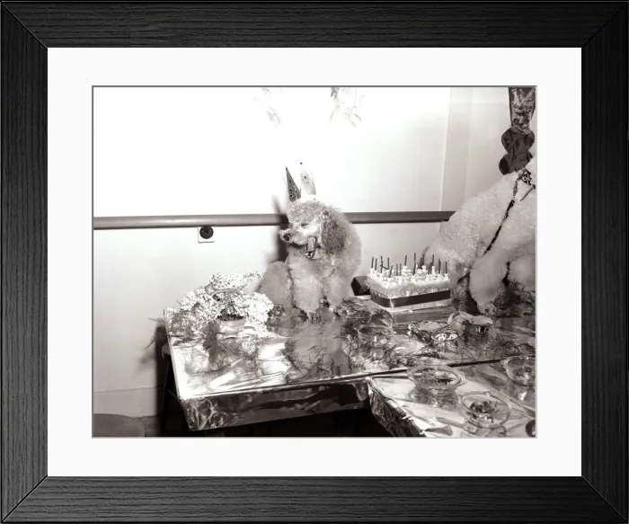 Framed Print : Poodles wearing hats, drinking champagne at a birthday party for a fellow poodle dog