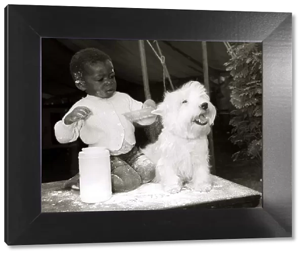 Two year old Tunde Dawodu from Nigeria gives West Highland terrier Butch a powder bath