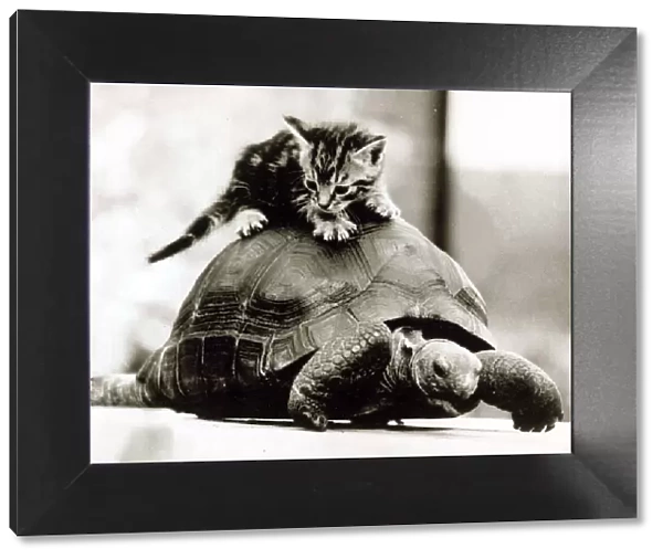 A young kitten pounces on top of a slow moving tortoise December 1984