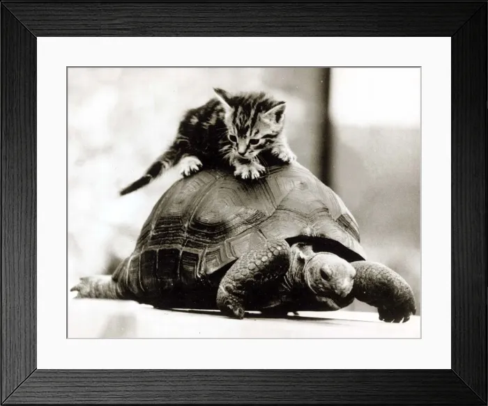 Framed Print : A young kitten pounces on top of a slow moving tortoise December 1984 Framed Print : A young kitten pounces on top of a slow moving tortoise December 1984