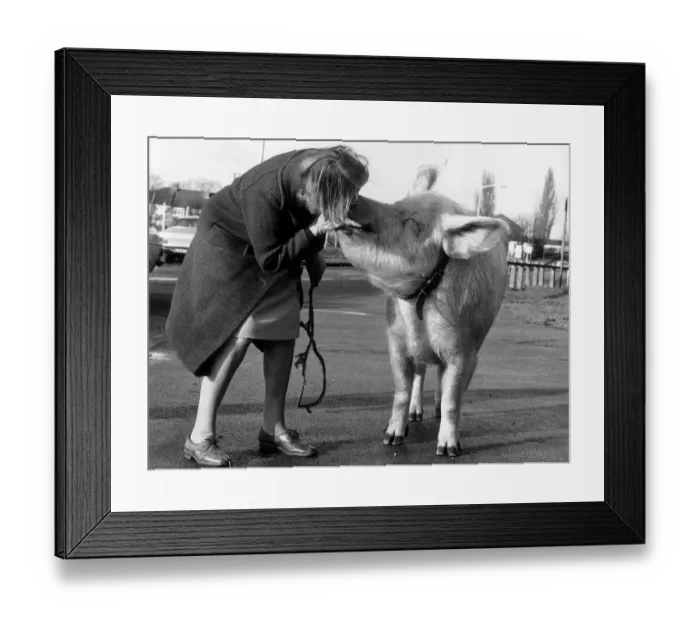 Framed Print : Miss Anna Barbara Woodhouse who used telepathy on the 22 stone circus pig by blowing down Framed Print : Miss Anna Barbara Woodhouse who used telepathy on the 22 stone circus pig by blowing down