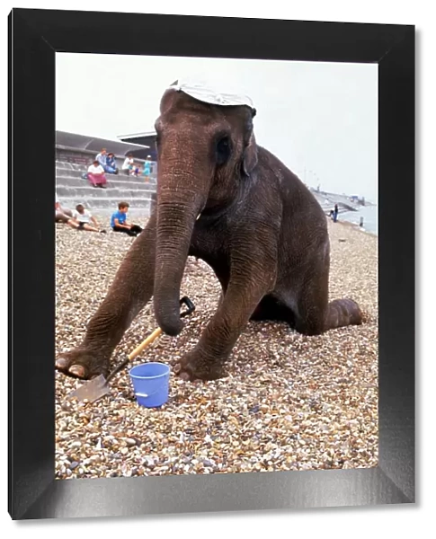 Rhani the elephant from Gerry Cottles Circus playing with a bucket