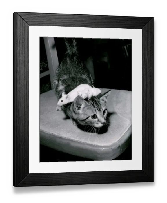 Framed Print : A kitten playing with pet mice at a pet shop in Southsea in Hampshire August 1967