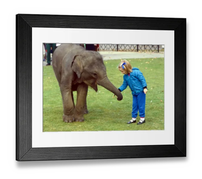 Framed Print : Layang Layang the orphaned baby Malay Elephant with little girl at London Zoo Framed Print : Layang Layang the orphaned baby Malay Elephant with little girl at London Zoo