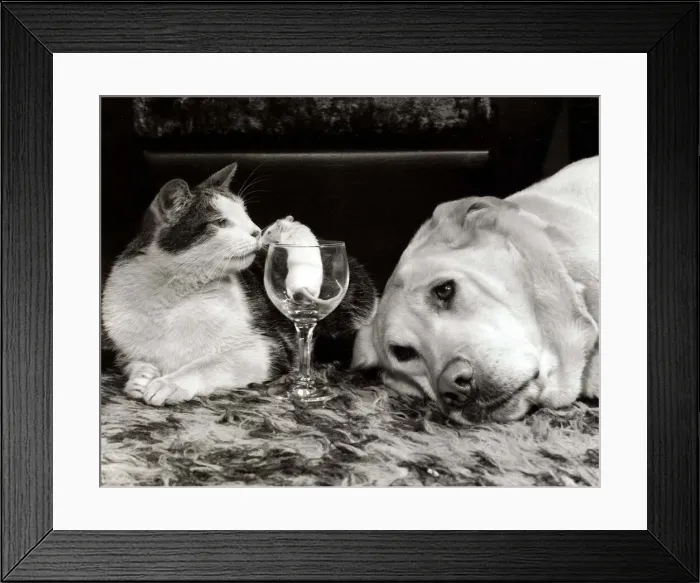 Framed Print : Kinky the cat, Honely the golden labrador dog and Mickey the mouse inside a wine glass