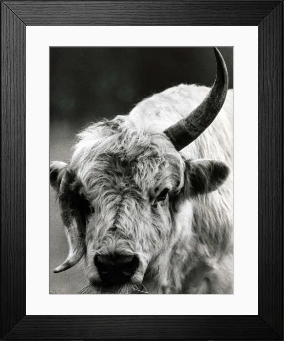 Framed Print : A Bull with a twisted horn (Crumple-Horn) May 1968 Framed Print : A Bull with a twisted horn (Crumple-Horn) May 1968