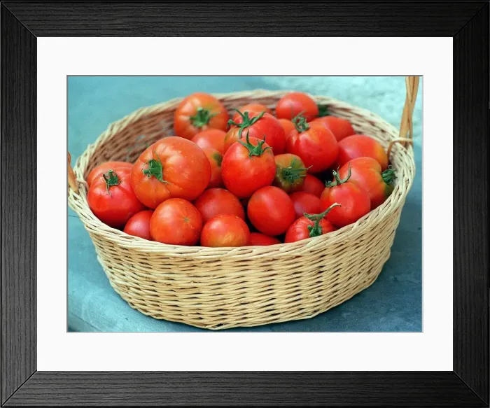 Framed Print : Fruit Tomato Tomatos fresh picked in Basket