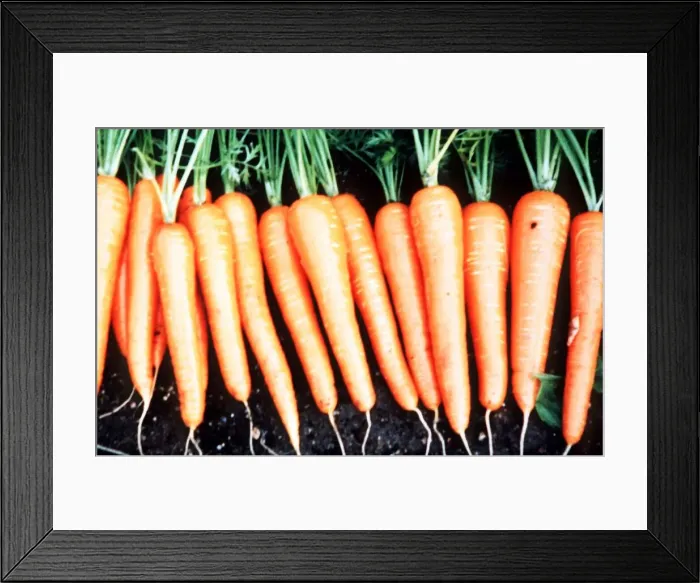 Framed Print : Carrot Framed Print : Carrot